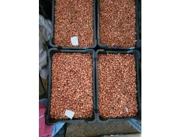 Makói bronz dughagyma eladó