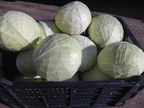 Fejes káposzta eladó Fejes káposzta eladó