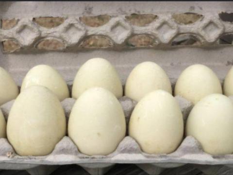 Búbos kacsa fias tojás eladó Búbos kacsa fias tojás eladó