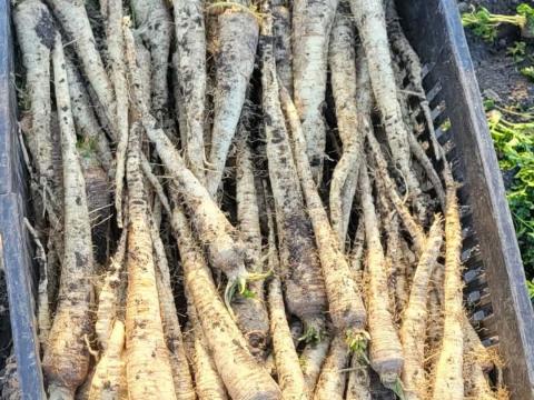 Gyökér eladó földesen Gyökér eladó földesen