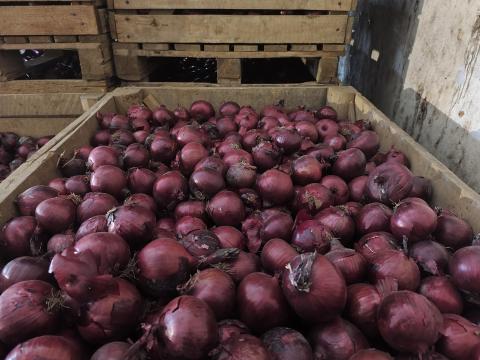 Lilahagyma eladó Lilahagyma eladó