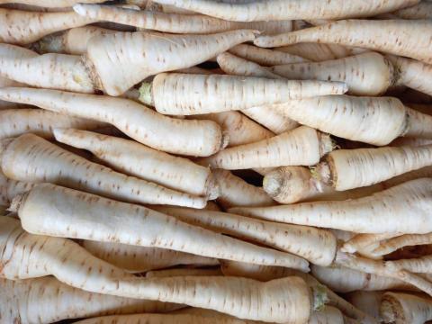 Petrezselyemgyökér eladó Petrezselyemgyökér eladó