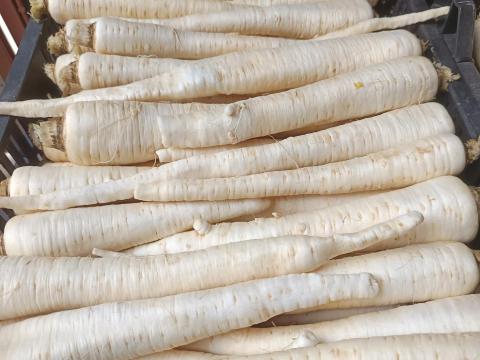 Fehér répa eladó termelőtől