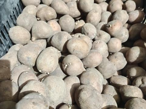 Apró krumpli termelőtől eladó