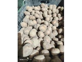 Apró krumpli termelőtől eladó