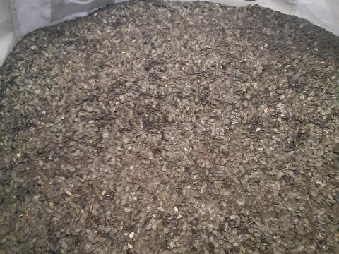 Eladó 2025-ös termésű héjnélküli olajtökmag