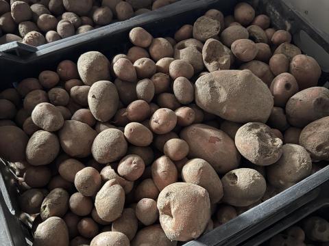 Takarmány burgonya nagy tételben eladó Takarmány burgonya nagy tételben eladó