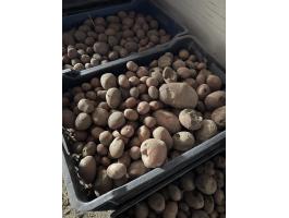 Takarmány burgonya nagy tételben eladó