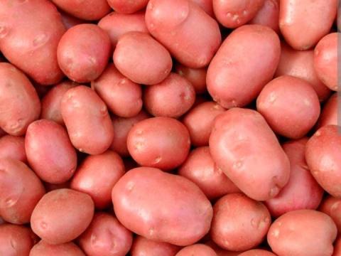 Vetőburgonya eladó országos kiszállítással Vetőburgonya eladó országos kiszállítással