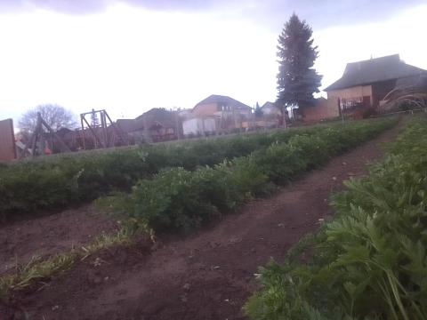 Petrezselyemlevél,  petrus eladó