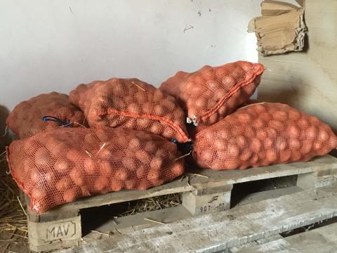 Balatoni rózsa vetőburgonya