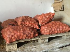 Balatoni rózsa vetőburgonya