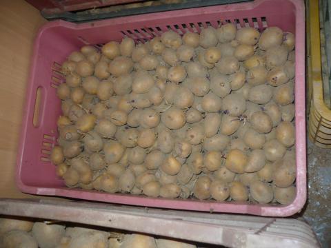 Agria vetőburgonya eladó Agria vetőburgonya eladó