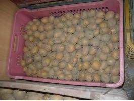 Agria vetőburgonya eladó