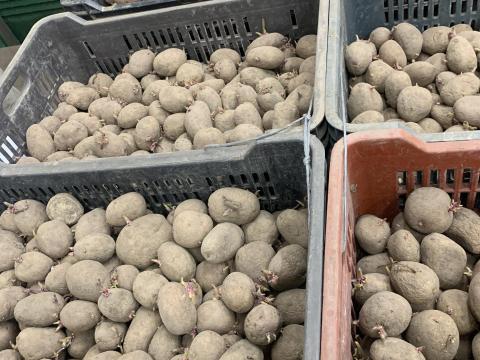 Red Fantasy vetőburgonya eladó Red Fantasy vetőburgonya eladó