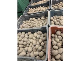 Red Fantasy vetőburgonya eladó