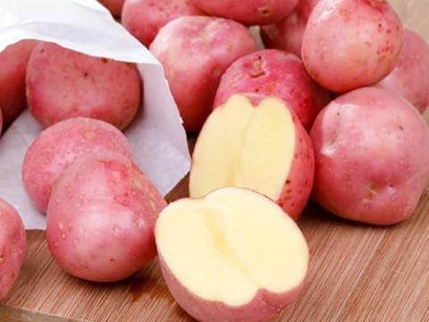 Eladó Bellarosa vetőburgonya Eladó Bellarosa vetőburgonya