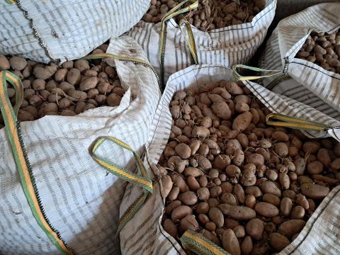 Dessire burgonya eladó válogatatlanul, 1000 kg-os Big Bag zsákokban Dessire burgonya eladó válogatatlanul, 1000 kg-os Big Bag zsákokban