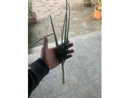 Eladó újhagyma
