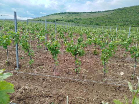 Merlot Eger Nagy-Eged dűlő Merlot Eger Nagy-Eged dűlő