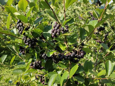 Fekete Berkenye /Aronia/ Fekete Berkenye /Aronia/