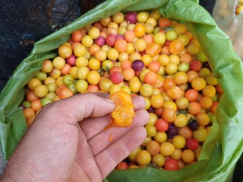 Fosóka szilva kapható cefrének Fosóka szilva kapható cefrének