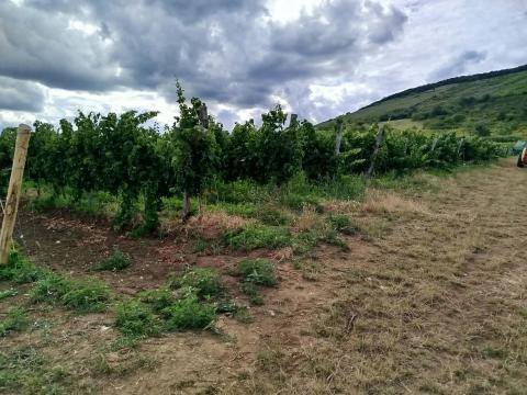 Eger Nagy-Eged dűlőből merlot szőlőtermés eladó Eger Nagy-Eged dűlőből merlot szőlőtermés eladó