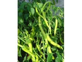 Pfefferóni édes és csípős paprika, valamint Jalapenó paprika eladó
