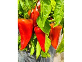 Friss kápia paprika közvetlenül a termelőtől