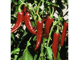 Szegedi 80-as fűszerpaprika