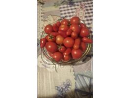 Igazi, mézédes házikerti vegyes paradicsom – frissen a bokorról, csak Csatárban