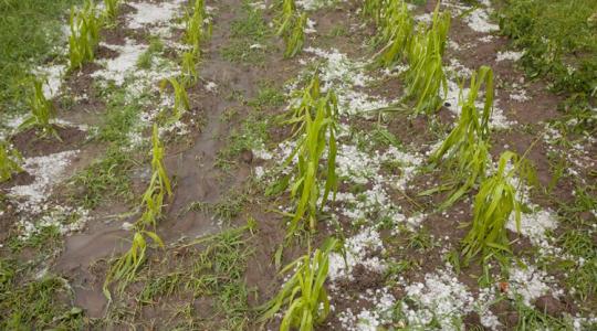 Emelik az előleget, eltörlik a tagdíjat: új agrárintézkedéseket jelentettek be