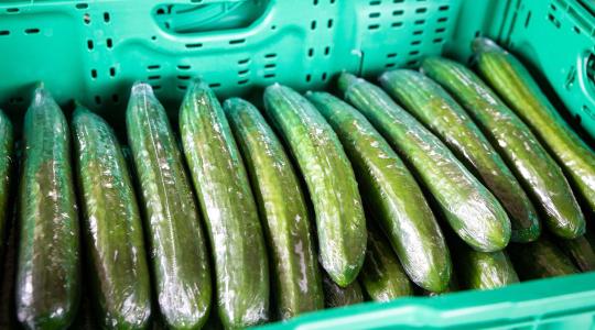 Új korszak a zöldségcsomagolásban: ehető bevonat válthatja a műanyagot