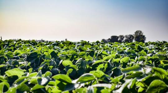 Szója stratégia – ha nincs ilyened, most kapsz tőlünk! +VIDEÓ Szója stratégia – ha nincs ilyened, most kapsz tőlünk! +VIDEÓ