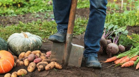 Egészséges talaj, egészséges növény – a szerves trágya újraéledése