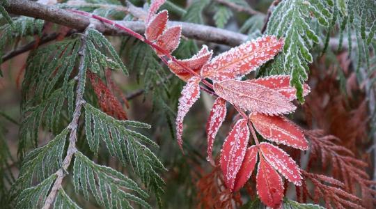 Fagykár gyümölcsfaiskolában – megelőzés és biztosítási alapok Fagykár gyümölcsfaiskolában – megelőzés és biztosítási alapok