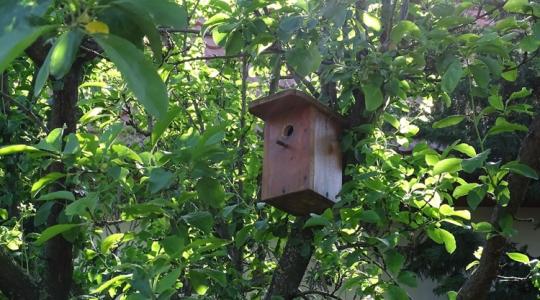 A madárodú-boom: melyik típus kinek való? A madárodú-boom: melyik típus kinek való?
