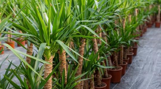 Szép jukkát szeretnél? Akkor ezt még véletlenül se tedd vele! Szép jukkát szeretnél? Akkor ezt még véletlenül se tedd vele!