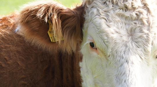 Rettenetes harc folyik a járvány ellen az USA déli határán Rettenetes harc folyik a járvány ellen az USA déli határán