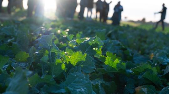 20 ezer hektáros kísérlet: gazdák és szakértők tesztelik az új módszert 20 ezer hektáros kísérlet: gazdák és szakértők tesztelik az új módszert