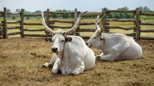 A magyar szürke marha lehet a válasz a kihívásokra? A magyar szürke marha lehet a válasz a kihívásokra?
