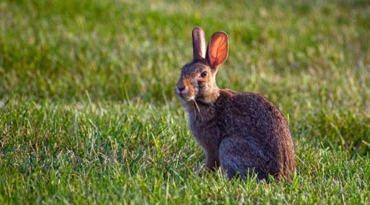 Új vírus tizedeli a mezei nyulakat Új vírus tizedeli a mezei nyulakat