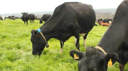 Csúcstechnológiás nyakörv és ultramodern fejőház: ez a jövő Csúcstechnológiás nyakörv és ultramodern fejőház: ez a jövő