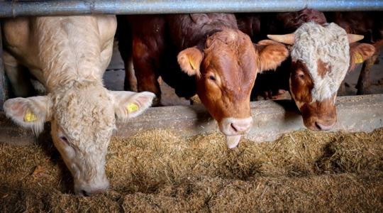 360 brit gazdát segít most a Tesco, íme a szokatlan lépés oka 360 brit gazdát segít most a Tesco, íme a szokatlan lépés oka