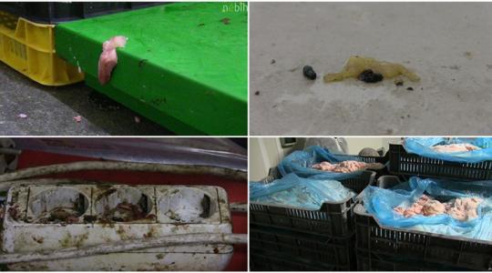 Gyomorforgató, amit a Nébih ezekben a húsüzemekben talált +VIDEÓ Gyomorforgató, amit a Nébih ezekben a húsüzemekben talált +VIDEÓ