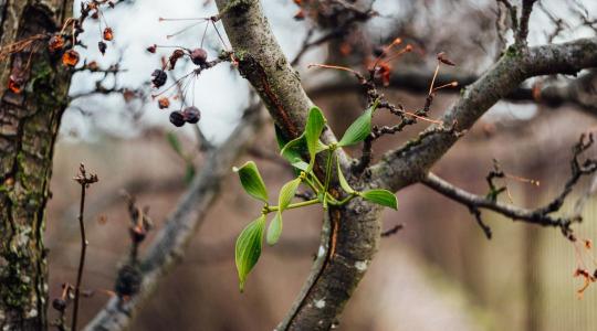 Gyümölcsfák téliesítése decemberben – így védd meg a kéregrepedéstől Gyümölcsfák téliesítése decemberben – így védd meg a kéregrepedéstől