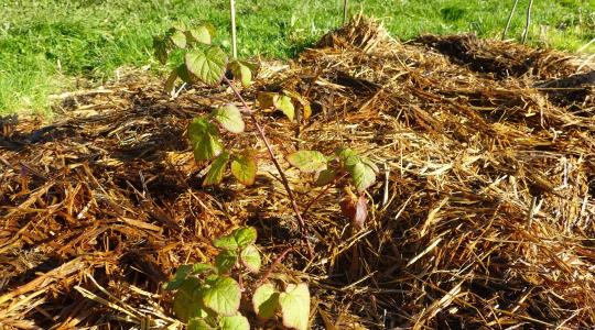 Fagyvédő takarás a gyümölcsösben – melyik anyag melyik fajhoz való?