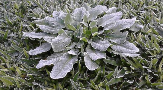 Hogyan csinálj „meleg zugot” a kertben hó nélkül is? Hogyan csinálj „meleg zugot” a kertben hó nélkül is?