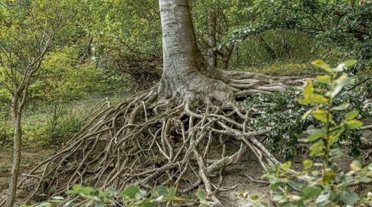 Hogyan oltja a szomját a fa? Egy új adatbázis megmutatja!