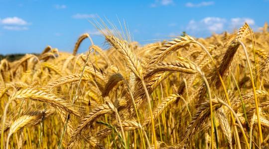 Zárókészletrekord fenyeget – mit hoz a következő búzaszezon?